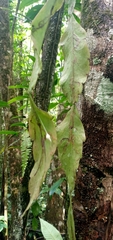 Rhipsalis crispata, photograph (c) Carlos Otávio Gussoni, some rights reserved (CC BY)