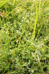 Galium rivale