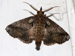 Paectes pygmaea