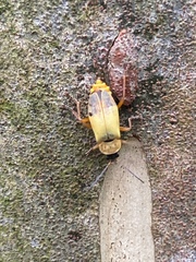 Chauliognathus ignaciosus