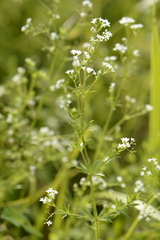 Galium rivale