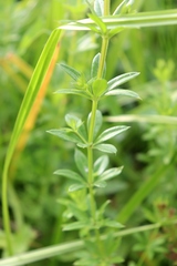 Galium rivale