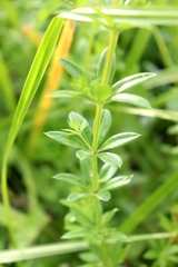Galium rivale
