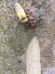 Chauliognathus ignaciosus