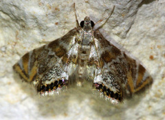Petrophila heppneri