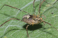 Forsteropsalis inconstans