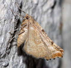 Plataea blanchardaria