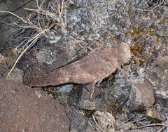 Circotettix carlinianus