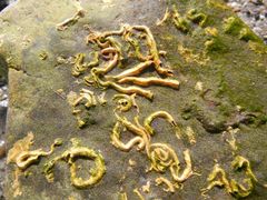 Spirobranchus triqueter