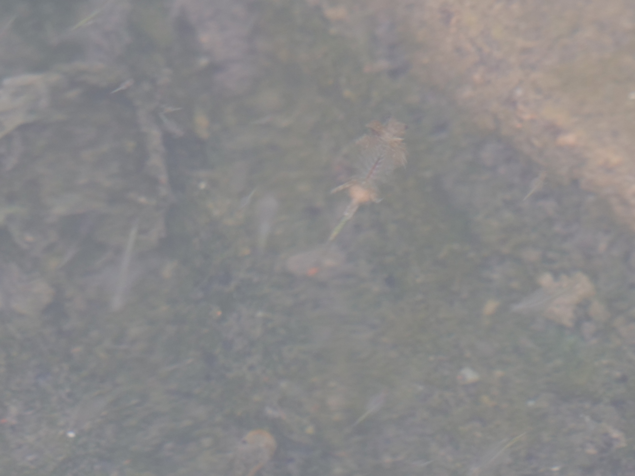 Artemia monica Verrill, 1869