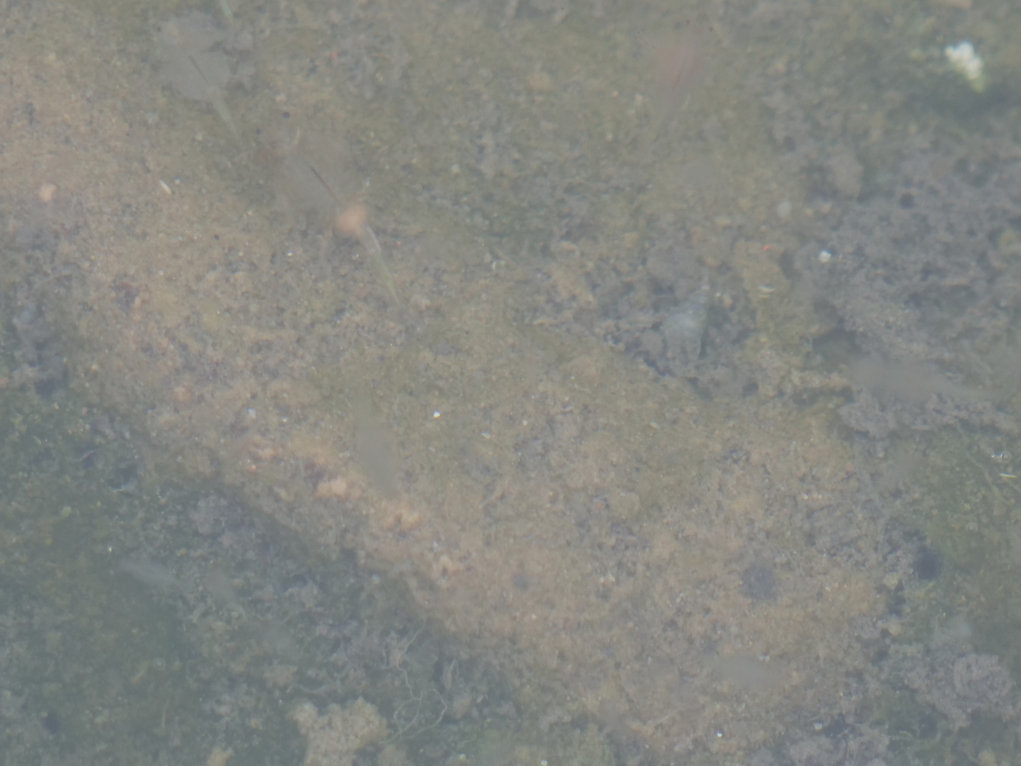 Artemia monica Verrill, 1869