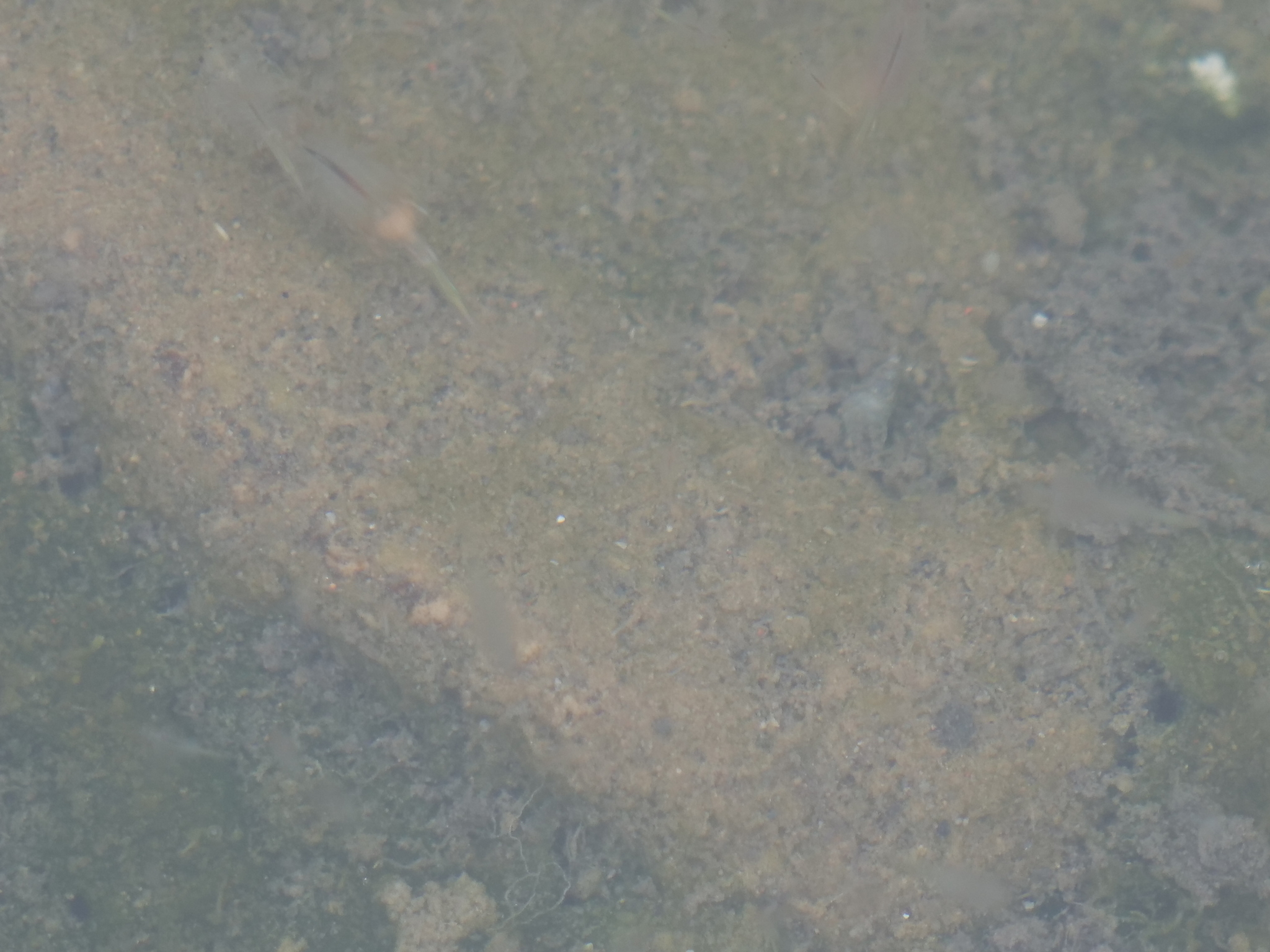 Artemia monica Verrill, 1869