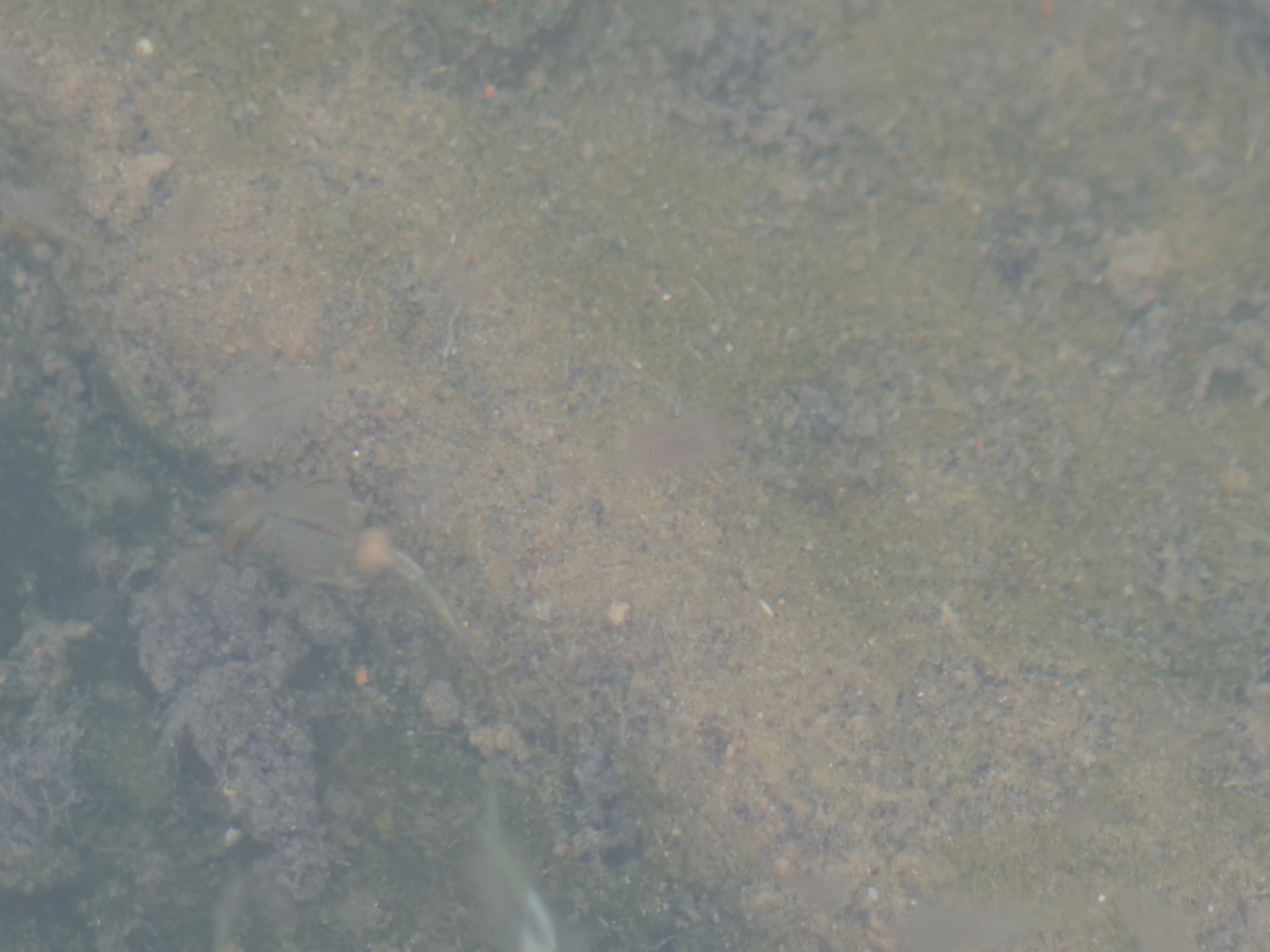 Artemia monica Verrill, 1869