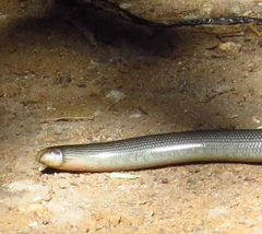 Afrotyphlops mucruso