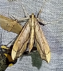 Anarmodia repandalis