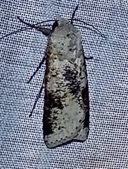 Peridroma semidolens