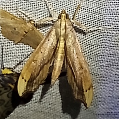 Anarmodia repandalis