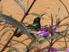 Cinnyris venustus