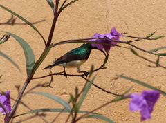 Cinnyris venustus