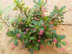 Euphorbia milii