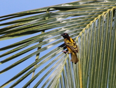 Ploceus cucullatus