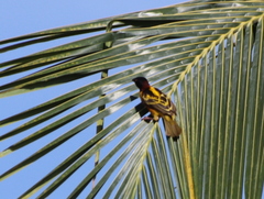 Ploceus cucullatus