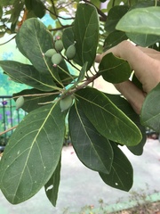 Terminalia mantaly