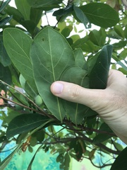 Terminalia mantaly