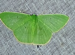 Nemoria remota