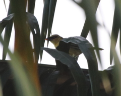 Ploceus brachypterus