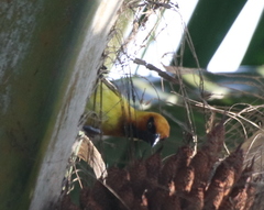 Ploceus brachypterus