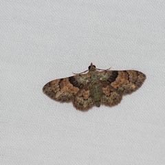 Gymnoscelis derogata