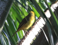 Ploceus brachypterus