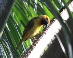 Ploceus brachypterus