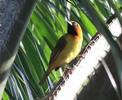 Ploceus brachypterus