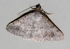 Frederickia prolificata