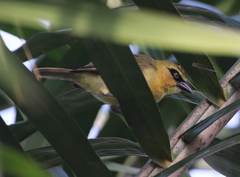 Ploceus brachypterus