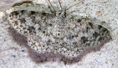 Scopula plantagenaria