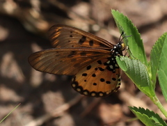 Acraea neobule