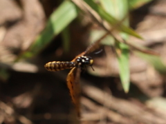 Acraea neobule