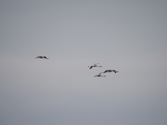 Phoenicopterus chilensis
