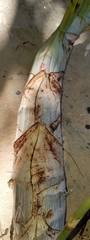 Catasetum viridiflavum