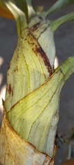 Catasetum viridiflavum