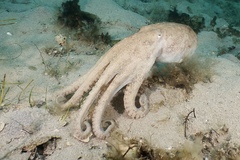 Octopus pallidus