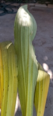 Catasetum viridiflavum