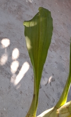 Catasetum viridiflavum