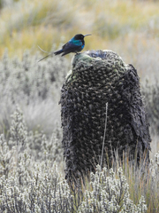 Nectarinia johnstoni