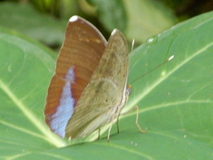 Euphaedra harpalyce harpalyce