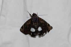 Catephia linteola
