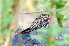 Hydropsalis climacocerca